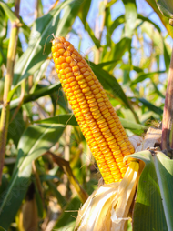P20 per pack mais / yellow corn seeds - condor seeds - plant seed - fruit seeds - Hybrid sweet corn 