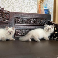 kucing munchkin jantan/betina himalaya 3 bulan..