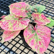 caladium uncle marley+caladium kimora+caladium h37