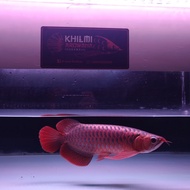 arwana super red chili sr merah arowana hoki