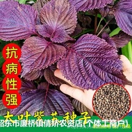 Four Seasons Edible Perilla Seeds Perilla Seeds Perilla Seeds Coriander Seeds Perilla Potted Balcony