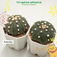 Promo!! Astrophytum Asterias V Type, Super Kabuto, Nudum - Cactus
