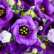 Imported China/ Vietnam Fresh Flower- Lovely Eustoma (Pink / Purple)