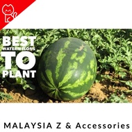 Watermelon Seeds F1 Hybrid / Benih Tembikai F1 Hybrid Ready Stock -