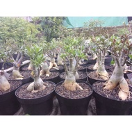 bonsai bunga adenium (link live)
