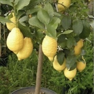 anak pokok kunyit/jering/salam/lengkuas/kantan/kari/lemon/limau bali merah/limau baki putih/cermai/b
