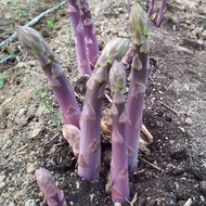 紫芦笋根苗

Purple asparagus bareroot