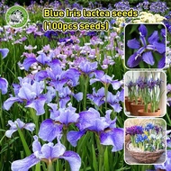 20Pcs/bag Bonsai Blue Iris Plant Flower Seeds for Planting & Gardening Ornamental Flowering Plants S