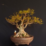 bonsai beringin california/ficus neriifolia prosfek