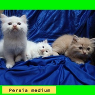 kucing persia peaknose kitten longhair