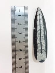 ~star~直角石Orthoceras(350)鸚鵡螺化石