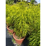 Golden false aralia 1.2meter height, can grow up to 6 ft high, 2-3 ft. wide. Free fertilizer & soil.