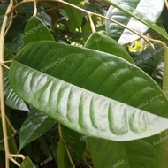 500g fresh durian leaves for weight loss