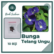 Bibit Bunga Telang Ungu Benih Tanaman Bunga Telang Non Tumpuk Mudah Tumbuh Unggul Berkualitas