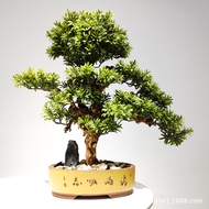Welcome Pine Potted Plant Simulation Plant Bonsai Manufacturer Home Hotel Hall Living Room Decoratio