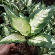 tanaman hias aglaonema white fusion- aglaonema tisu