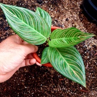 Tanaman Hias Aglaonema / Aglonema Golden Hope [Ready]