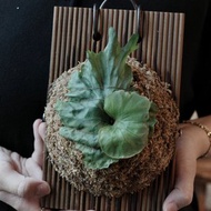 侏儒女王鹿角蕨