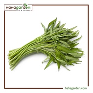 5 Gram Broadleaf Water Convolvulus Seed/ Benih Kangkung Berdaun Lebar - Vegetable Seed
