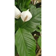 Peace lily real plant