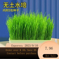 NEW Cat Snacks Transparent Cat Potted Hydroponic Cat Grass Self-Planted Indoor Greenery Instant Wheat Seeds Kittens Pe