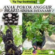 Anak Pokok Anggur Brazil Jabuticaba Tree Untuk Ditanam Pokok Hidup Real Live Plant 树葡萄 嘉宝果