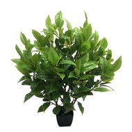 Evergreen Shooting Potted Plants Wholesale Big White Plants DIY Bonsai Decoration Engineering Tea Fl