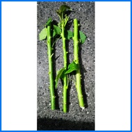 ◊ ℡ ▶ tuba tuba plant cuttings 3 pcs
