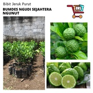 BIBIT JERUK PURUT/BIBIT BUAH JERUK PURUT/BIBIT BUAH JERUK PURUT