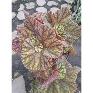 Sindo - Begonia Marmaduke Live Plant RGQANDM7MT