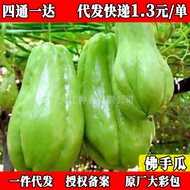 现货佛手瓜种子籽带芽佛手瓜种子大全新鲜扶手瓜树耐寒菜苗四季生菜种Chayote seeds with buds chayote seeds20260228
