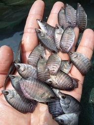 paket Gurame  soang jempolan +pakan