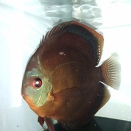 indukan ikan discus 1 pasang