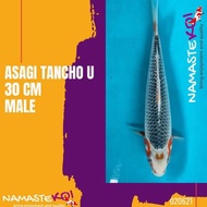 Ikan Koi Asagi Tancho U F1 Unik Langka (Gen Import) 30Cm Male Grade Sq