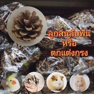 ลูกสนสำหรับลับฟันสัตว์ ลูกใหญ่  ใช้ได้ทั้ง ชูการ์ไกรเดอร์ กระรอก แต่งกรงนก ให้นกแทะเล่น