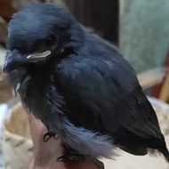 anakan lolohan burung srigunting hitam pilihan
