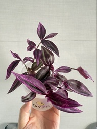 水種植物 吊竹梅 室內照燈植物 鴨跖草科觀葉植物