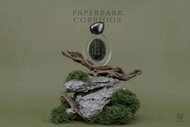 Paperbark Corridor 白千香水 | 綠意樺木 | 香港Grand Tour |EDP