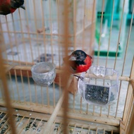 Burung Red Siskin Klasik Warna Murni Genetik Burung Merah Jaminanalami