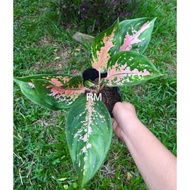 live plants aglaonema