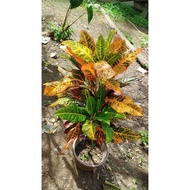 ANAK POKOK PUDING LAGEND CROTON LIVE PLANT POKOK HIDUP