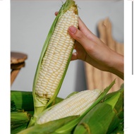 White Sweet corn Cameron Highland