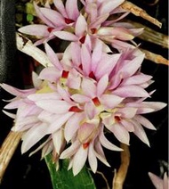 Dendrobium bracteosum "pink"_長袍石斛蘭 / 瓶苗