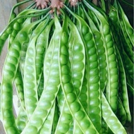 PETE SUPERAN HARGA PERIKAT ISI 100 PAPAN/PETE SEGAR BERKUALITAS/JURAGAN PETE BIANG/PETE TUA SUPER/PR