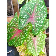 THEZALFAS GARDEN - KELADI KAMPUNG RED STAR / RED STAR CALADIUM