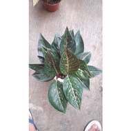 Aglonema Tiara Black