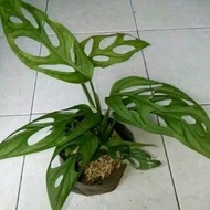 tanaman hias monstera obliqua janda bolong