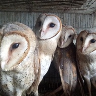 PROMO / TERMURAH Burhan/Burung Hantu Barn owl/Tyto alba/Pembasmi hama