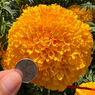 ดอกใหญ่ขนาดนี้เป็นของคุณนะ จำหน่ายเมล็ดดาวเรืองสีเหลือง สีทองเข้ม ดอกใหญ่ให้ดอกเยอะ น้ำหนักดี ปลูกได้ทุกฤดู จำนวน 1000 เมล็ด (ราคาโปรโมชั่นลด 50%)