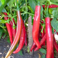 20 เมล็ด เมล็ดพริก Chilli Seeds พริกยาว ปลูกง่าย สามารถปลูกได้ทุกฤดู สายพันธุ์ Hot Dagger Chilli